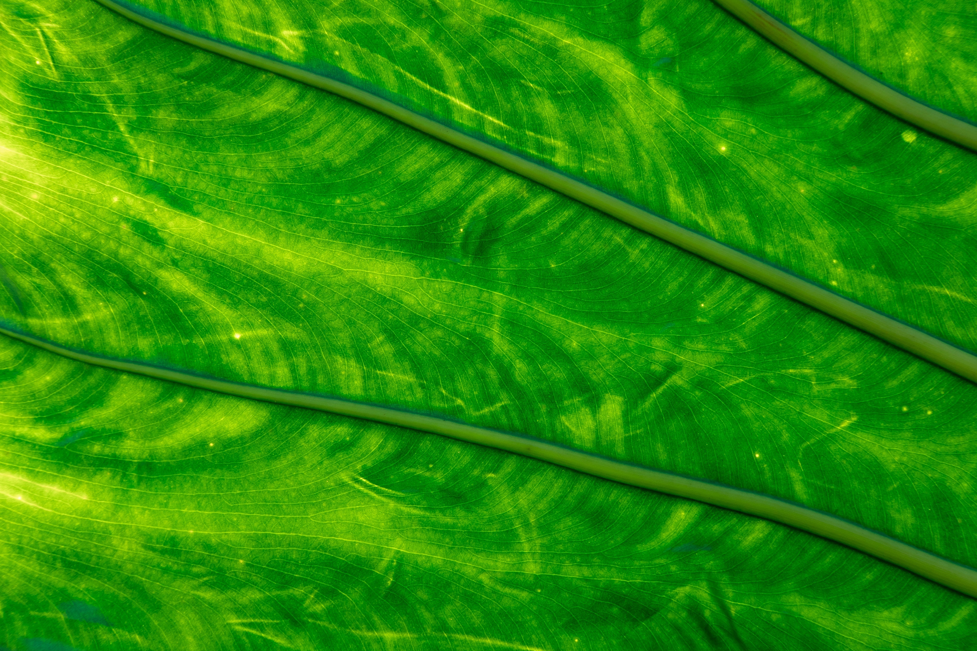 Green Tones