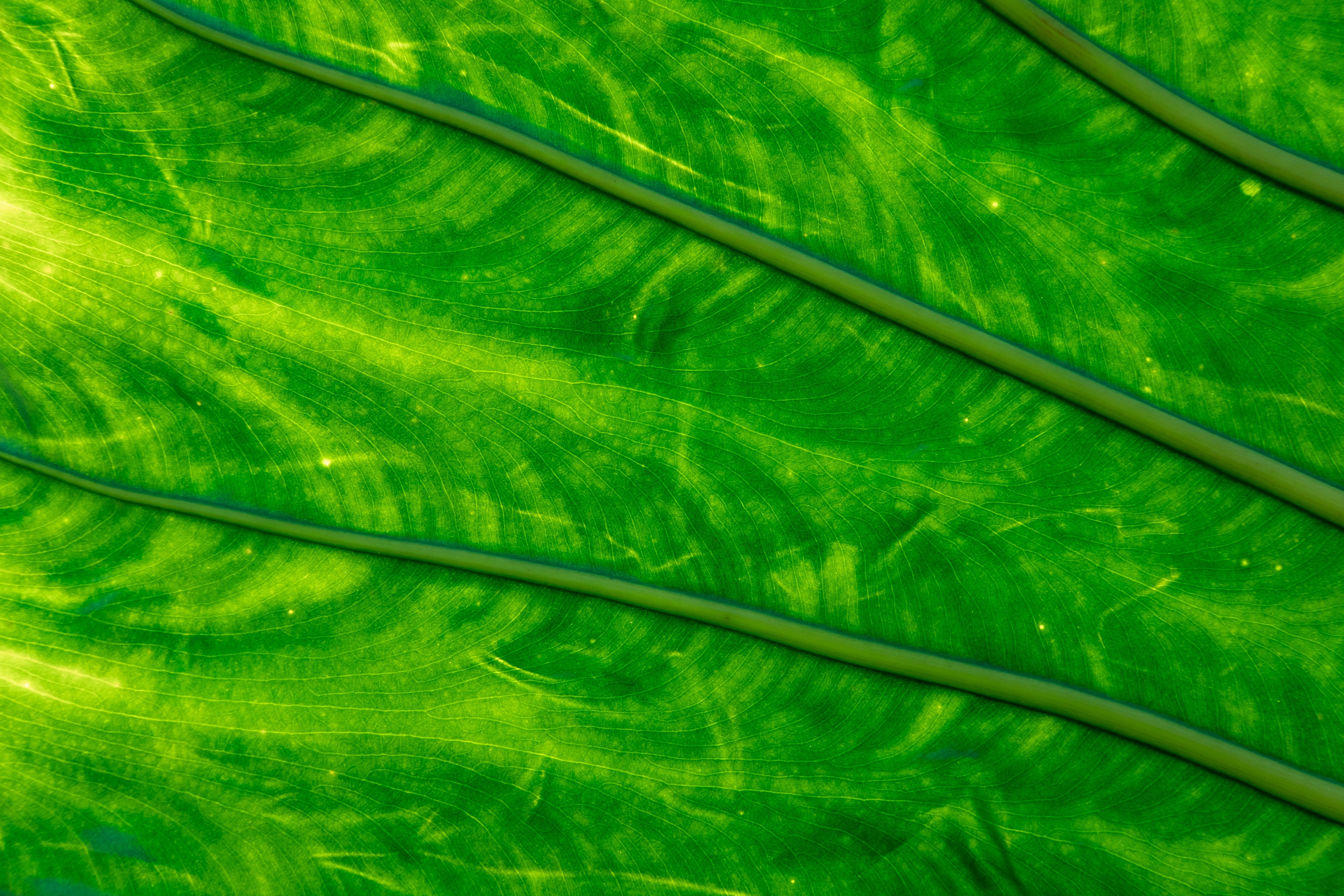 green-leaf-close-up-glowing-in-light.jpg